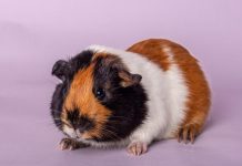 Piggies in the middle need new homes