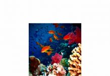 Mary runoff mitigation projects wanted to help save Reef