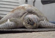 Scientists wrangle turtles in research ‘rodeo’