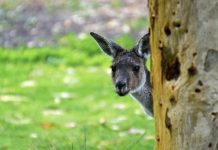 Drivers warned on wildlife