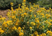 Great Aussie groundcovers