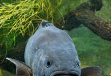 Donation money helps river health