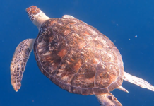 Government Invests In Turtle Centre