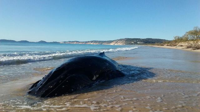 Humpack whale found on beach