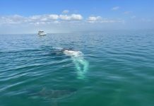 Fifth Deceased Whale During Annual Migration
