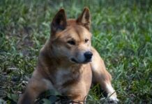 Island dingo ”óverreaction’ claim