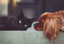 $1M grant for pets in crisis