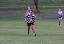 Cats’ Fierce Fight