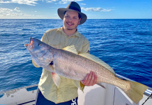 Snapper and pearl perch back on offer!