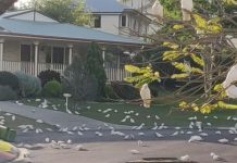 Avian Onslaught: Bird Feeding Chaos
