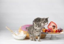 Cupcakes can help animals in need