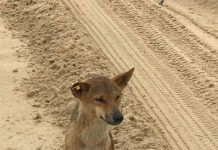 Warning to never walk alone on K’gari after latest incident