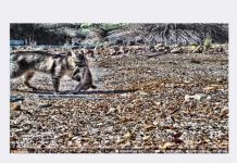 Cat-astrophic problems revealed