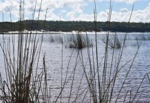 Global scientists head to K’Gari