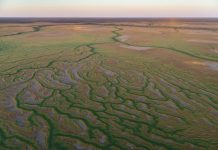 K’Gari scientist channels grazing