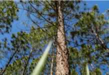 Future opportunities in Bioeconomy