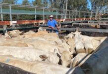 Farmers back govt on exports, not renewables