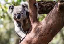 Group scores $19k for Koala food