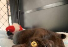 Here’s the Trick, and Big Dog