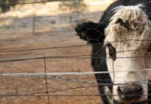 Dry brings suffering on the land