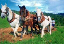 Tin Can Bay hosts Steam and Vintage Rally