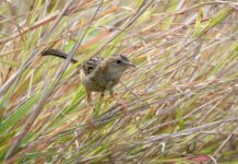 Thanks for the photos, Kev!