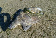 New marine park changes