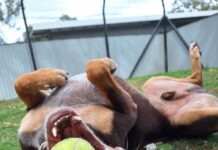 A home for Christmas