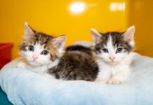 Pets life commitment, not surprise presents