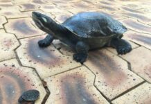 Turtles can’t stay in fishtank forever