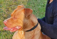 Banning breeds ‘wrong approach’ on dog attacks