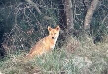 Two people injured in separate dingo attacks
