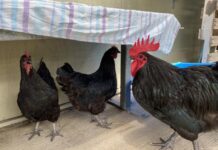 Instant farm-yard with chook adoptees