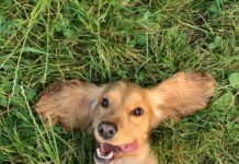 Have your say on off-leash park