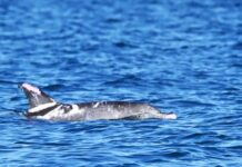 Local rival for Migaloo