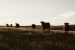 Help for graziers still struggling with flood recovery - Gympie Today