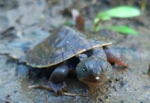 Queensland-first survey focuses on Mary turtle