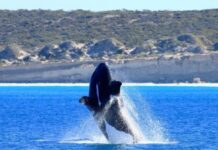 They’re coming back and they’re not alone