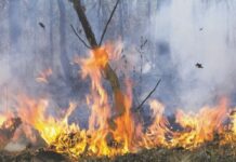 Planned burn Cooloola