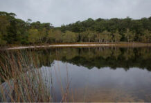 Planned burns in Cooloola