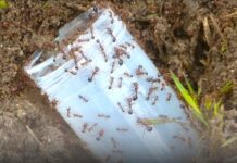 Fire ants head this way, reach Caloundra