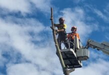 Old tree fed to chainsaws