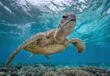 Club learn to shot against the light