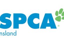 Perfect pooches need a home