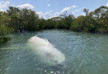 Whale dies off K’Gari