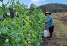 Gympie-grown snow peas in-season