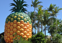 Golden idea for Gympie?