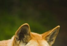 Female tourist bitten by Dingo