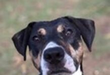 Fast and fun and quiet and cuddly