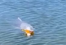 Bottle-nose dolphin goes viral